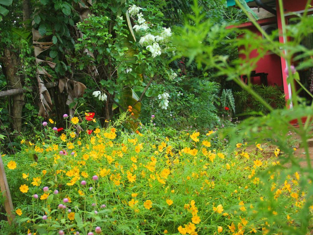 Little Pink House Apartman Mirissa Szoba fotó